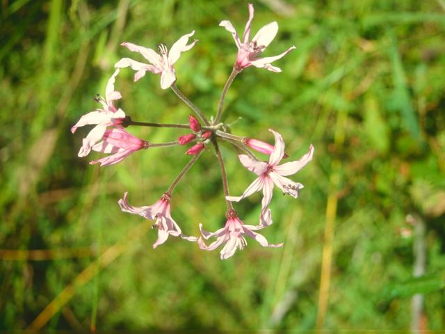 Nerine platypetala CK Wakkerstroom endemic   Very hardy   Deciduous bulbous plant   pink flowers on long stem   Attracts insects   semi aquatic   ponds   perennial marshes